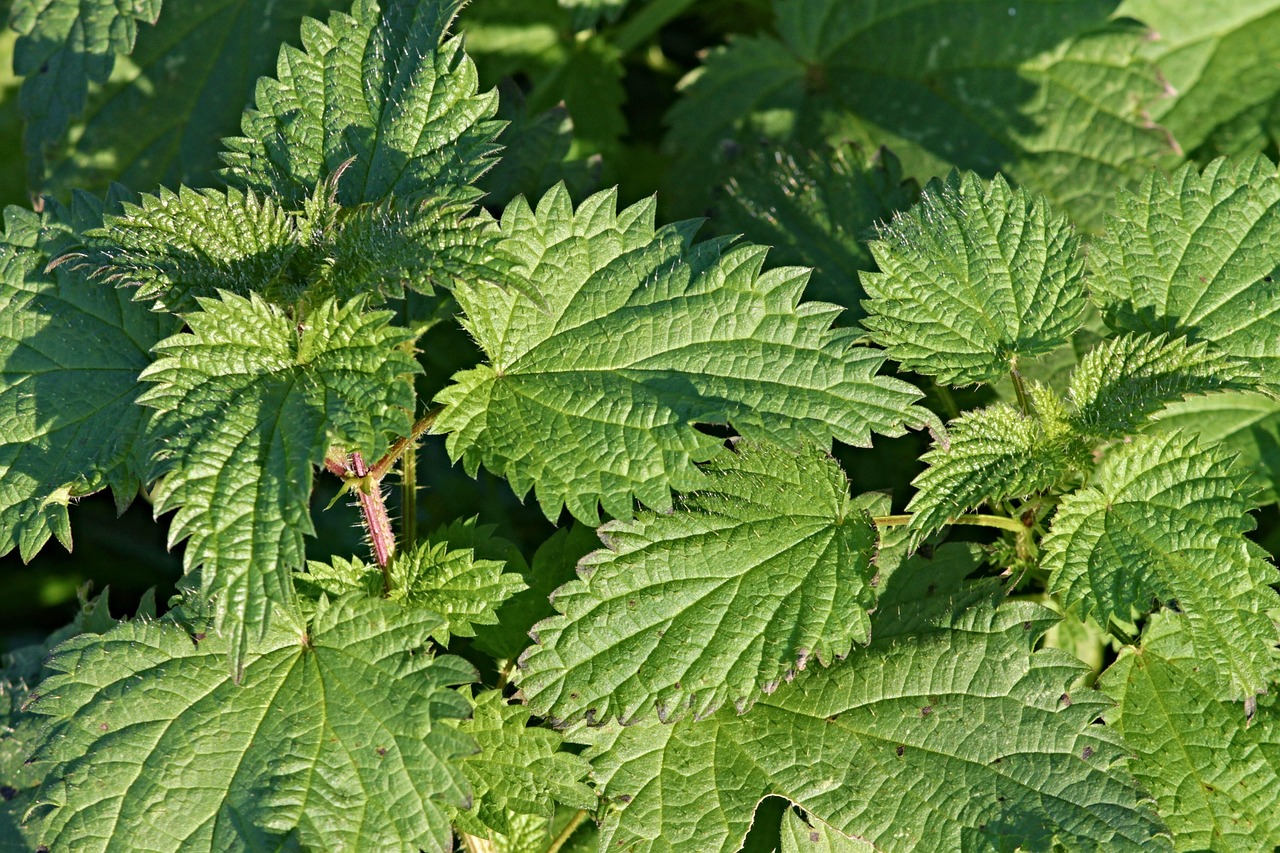 entdecken sie die welt der wilden kräuter: natürliche heilpflanzen, aromatische pflanzen und ihre vielseitigen verwendungsmöglichkeiten in küche und medizin.