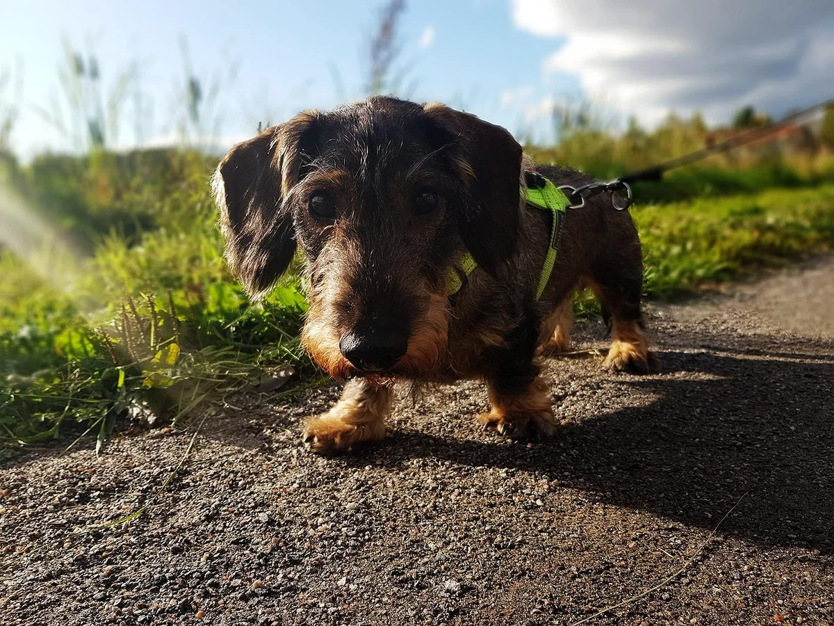 Wie lange ist ein Dackel schwanger? Und ein Labrador?