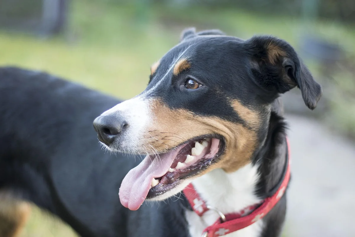 Trächtigkeit Hund Rechner: hilfreich oder Augenwischerei?