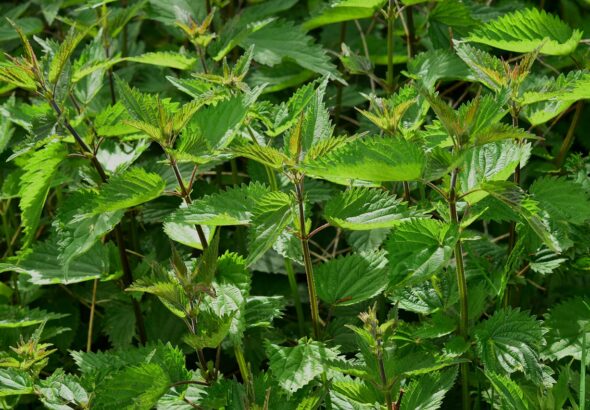 entdecken sie die vielfalt wilder kr&auml;uter: ihre gesundheitlichen vorteile, verwendungsm&ouml;glichkeiten und tipps zum sammeln in der natur.