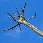 gba8c20286bb8a862112306f1f0a413f8f1bcda6d0cb15349293320cc3d381e44d5851af872e2cd3a65eab8801d921e0a_640